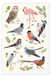 Plakat Bird species (German)