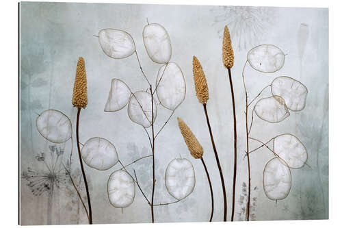 Gallery print Lunaria