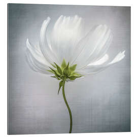 Gallery print Cosmos I