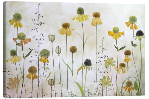 Canvas print Helenium