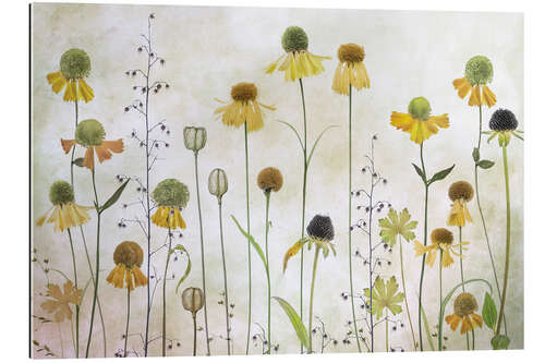 Gallery print Helenium