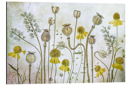 Aluminium print Poppy and Helenium