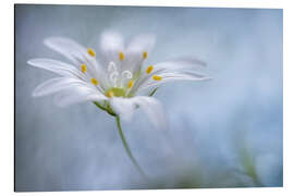 Magnettafel Satin Blume