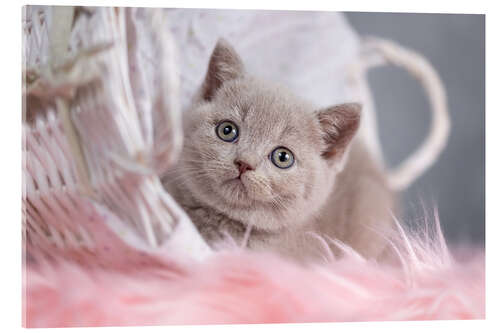 Acrylic print British Shorthair kitten