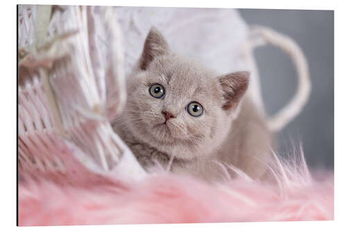 Tableau en aluminium Chaton british shorthair