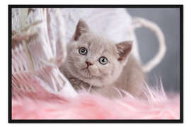 Gerahmter Kunstdruck Britisch Kurzhaar Kätzchen