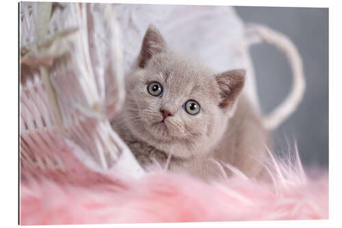 Gallery print British Shorthair kitten