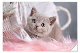 Selvklebende plakat British Shorthair kitten