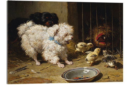 Quadro em plexi-alumínio A Bichon Frise and a King Charles Spaniel