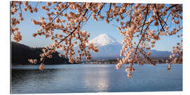 Stampa su plexi-alluminio Mt. Fuji with cherry tree panoramic, Japan