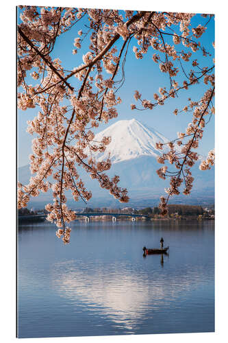 Stampa su plexi-alluminio Mt. Fuji in springtime with cherry trees