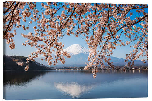 Canvas print Mt. Fuji and cherry tree, Japan