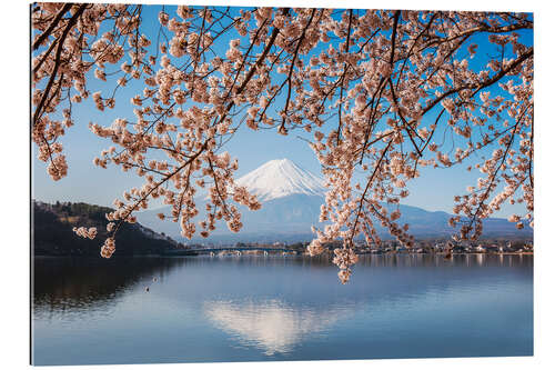 Gallery Print Mt. Fuji und Kirschbaum, Japan