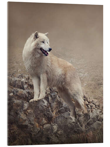 Akrylbilde White wolf