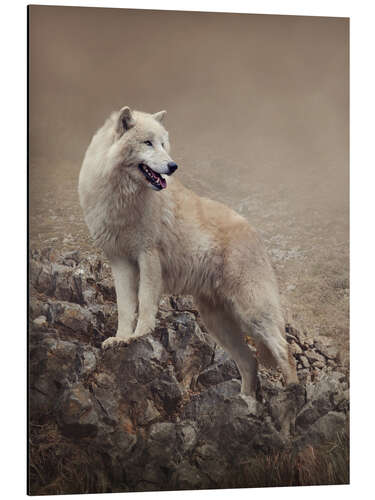 Tableau en aluminium Loup blanc