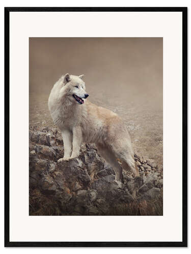 Impresión de arte enmarcada Lobo blanco