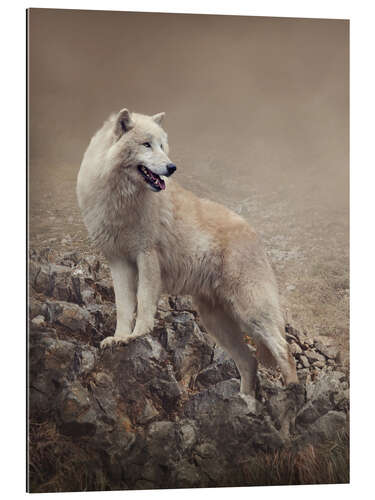 Gallery print White wolf