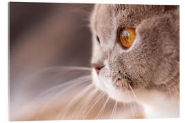 Acrylic print Look into my eyes - cat&#039;s eye