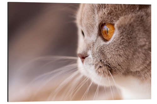 Aluminium print Look into my eyes - cat's eye