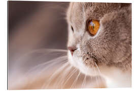 Gallery print Look into my eyes - cat&#039;s eye