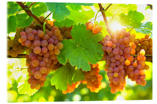 Akrylbilde Pink grapes