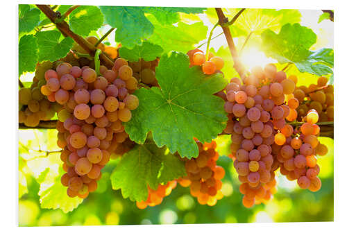 Quadro em PVC Pink grapes