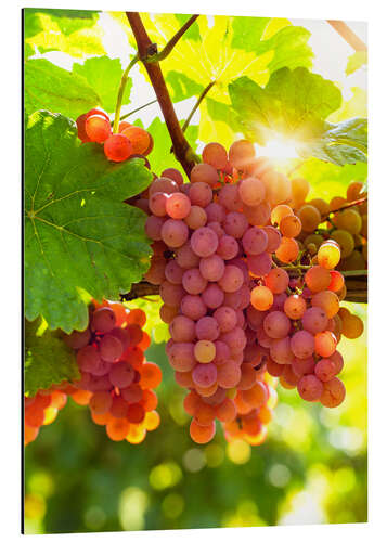 Aluminium print Pink grapes