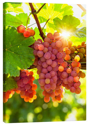 Canvas print Pink grapes