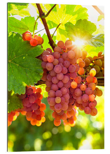 Gallery print Pink grapes