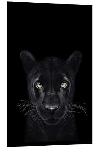 Foam board print Black Panther on a black ground II