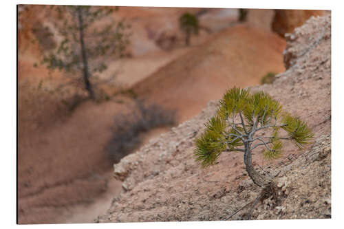 Aluminium print Bryce lonely tree