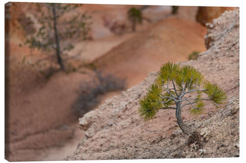 Quadro em tela Bryce lonely tree