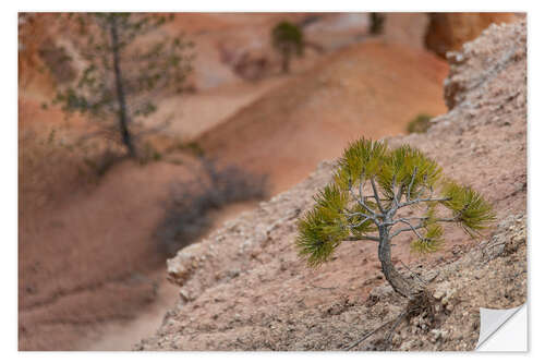 Wall sticker Bryce lonely tree