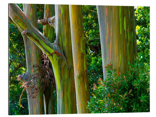 Gallery print Rainbow Trees