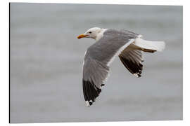 Aluminium print Gull in flight