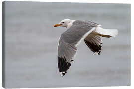 Canvas-taulu Gull in flight