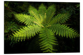 Aluminium print Fern