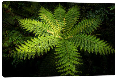 Canvas print Fern