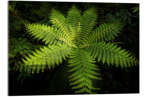 Gallery print Fern