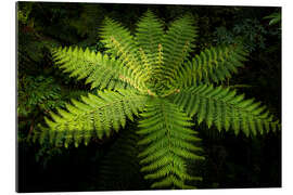 Gallery print Fern