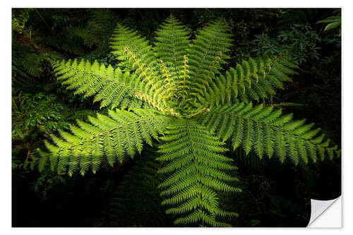 Wall sticker Fern