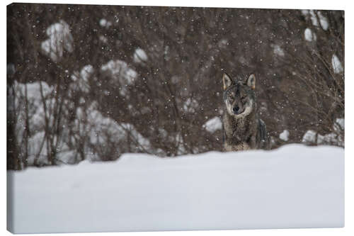 Leinwandbild einsamer Wolf 1