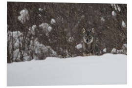 Foam board print lonely wolf 1