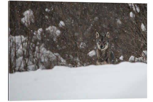 Gallery print lonely wolf 1