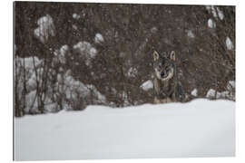 Quadro em plexi-alumínio lonely wolf 1