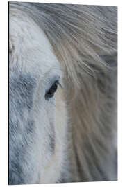 Aluminium print Iceland Pony