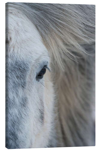 Tableau sur toile Poney d'Islande