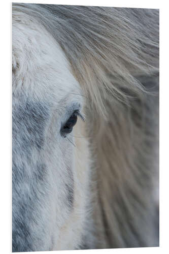 Foam board print Iceland Pony