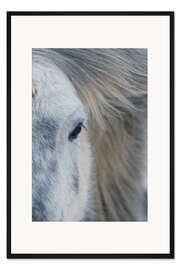Gerahmter Kunstdruck Island Pony