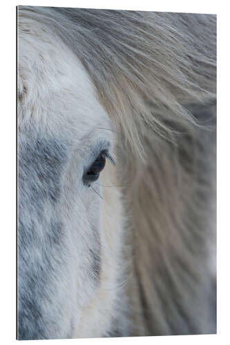 Quadro em plexi-alumínio Iceland Pony